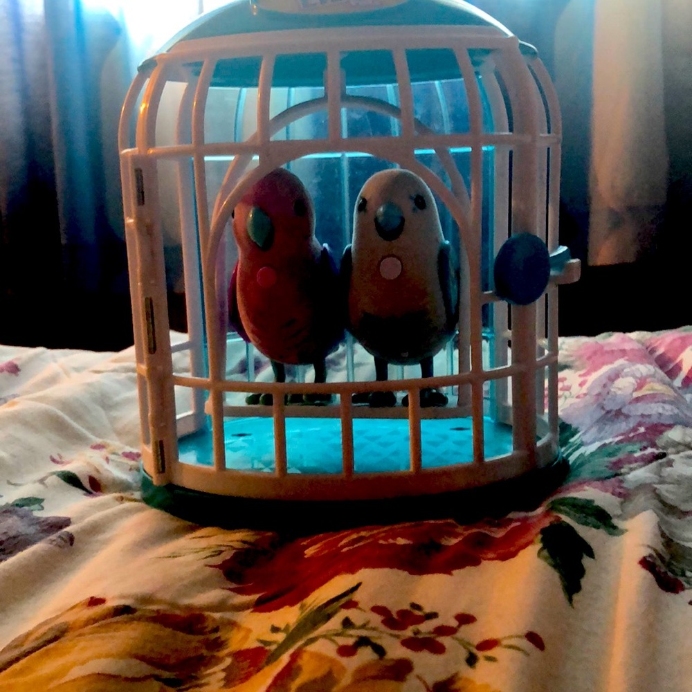 Talking birds with cage bought for 25